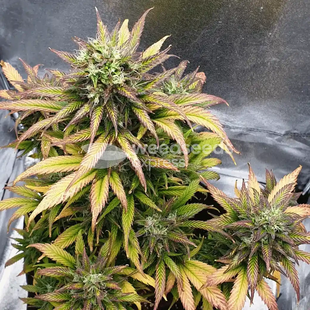 Bruce Banner Auto by WeedSeedsExpress grown by Mosquito_Haarlem_Holland