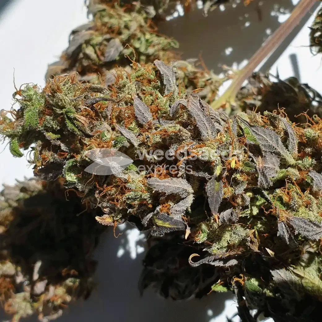 Bruce Banner Auto by WeedSeedsExpress grown by Mosquito_Haarlem_Holland