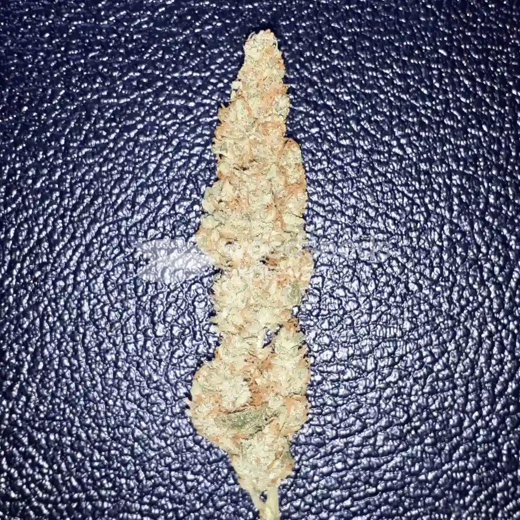 Bruce Banner Auto by WeedSeedsExpress grown by Rock_n_Roll_Randy