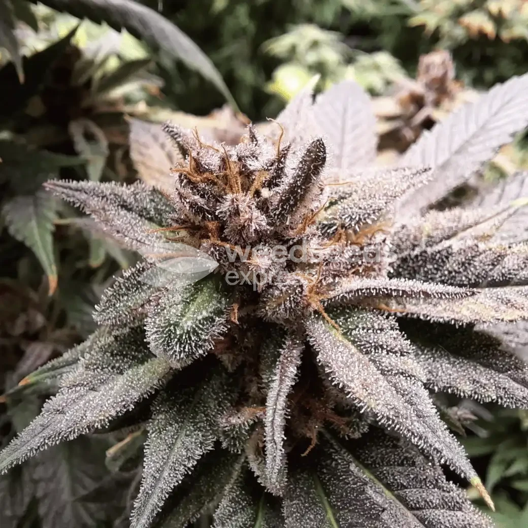Cheese Feminized by WeedSeedsExpress grown by Rock_n_Roll_Randy
