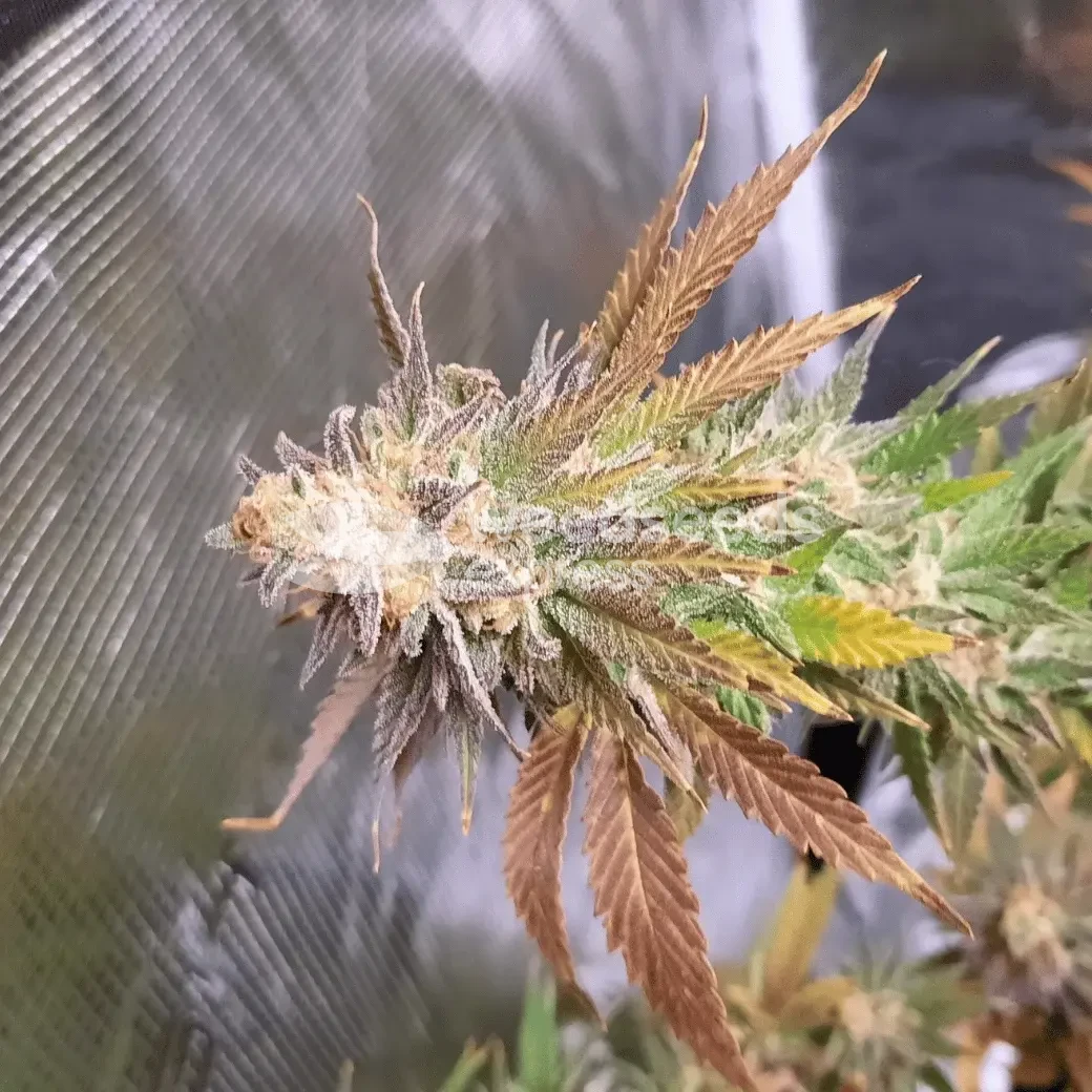Cheese Feminized by WeedSeedsExpress grown by Rock_n_Roll_Randy