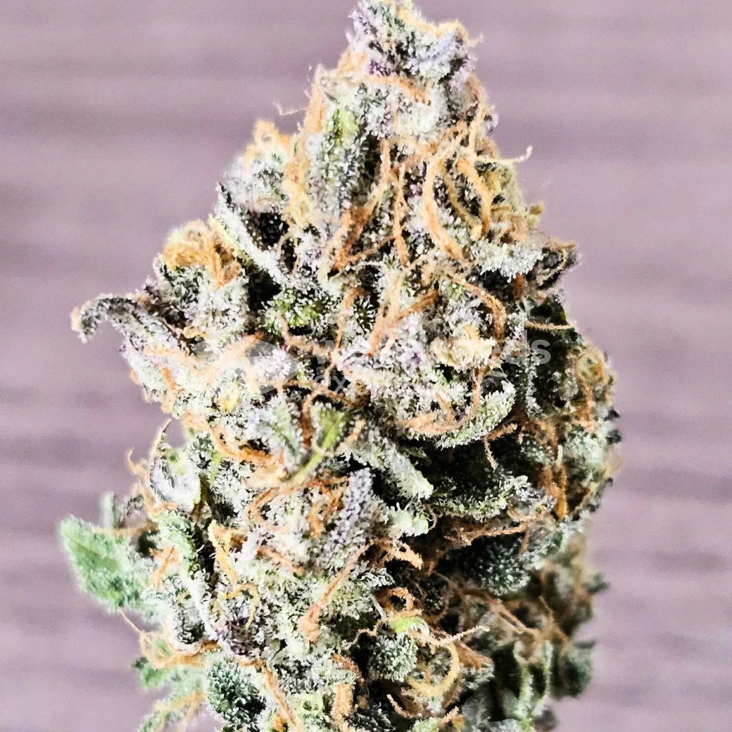Cherry Pie Auto by WeedSeedsExpress grown by McBubatz