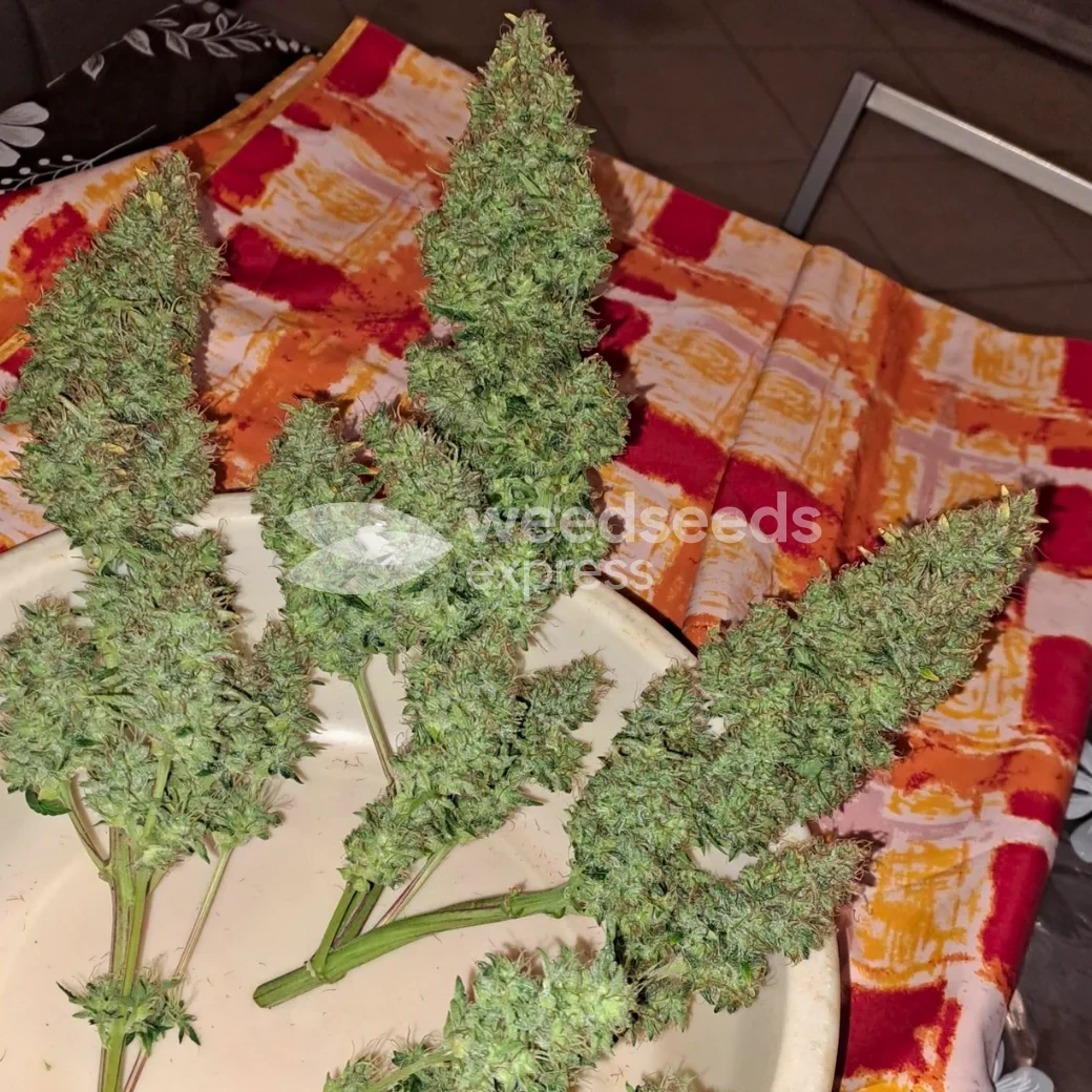 Cherry Pie Auto by WeedSeedsExpress grown by bob29