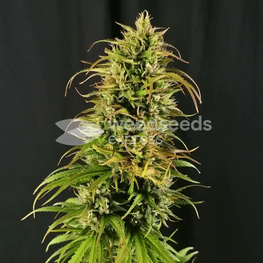 CBD Critical Mass by WeedSeedsExpress grown by Mrs_Larimar