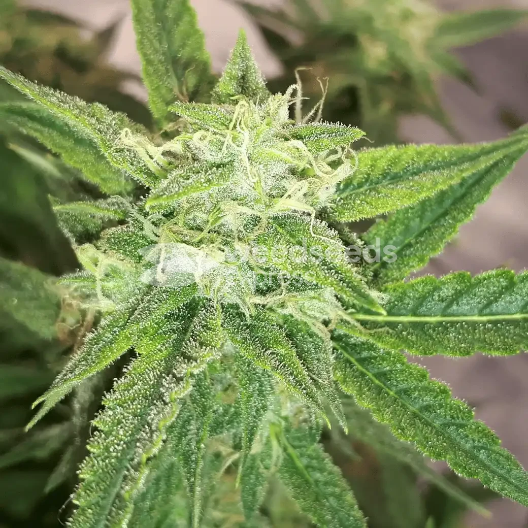 Do-si-Dos Auto by WeedSeedsExpress grown by Rock_n_Roll_Randy