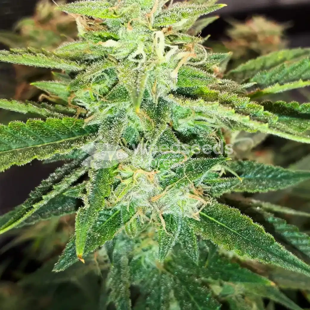 Do-si-Dos Auto by WeedSeedsExpress grown by Rock_n_Roll_Randy