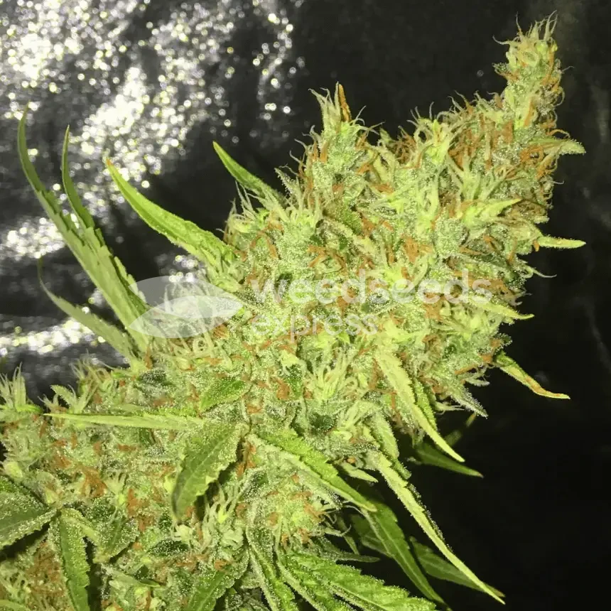 Durban Poison Plant gekweekt door een klant