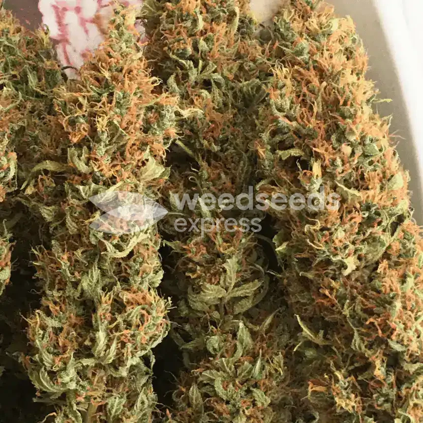 Durban Poison Buds door RebelMove