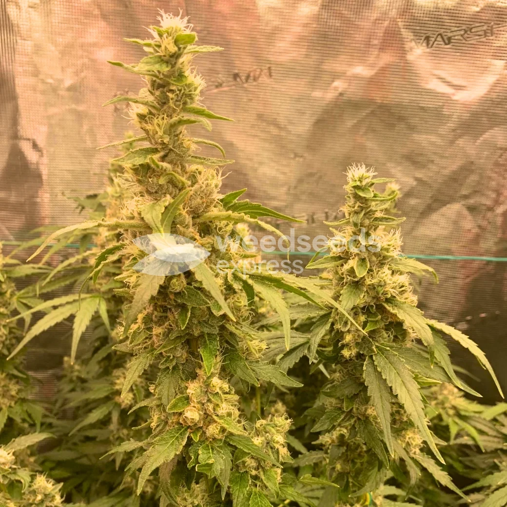 Fat Bastard Feminized by WeedSeedsExpress grown by Rangaku
