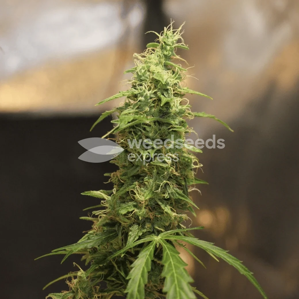 Gorilla Glue Auto by WeedSeedsExpress grown by Dunk_Junk