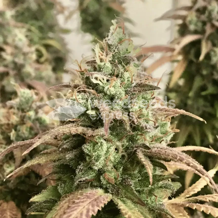 Gorilla Glue #4 gekweekt door klant