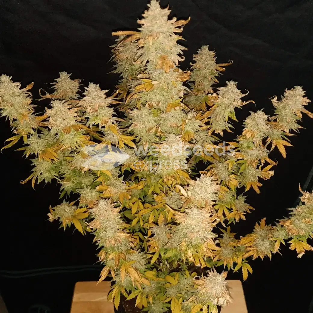 Green Crack Plant gekweekt door een klant