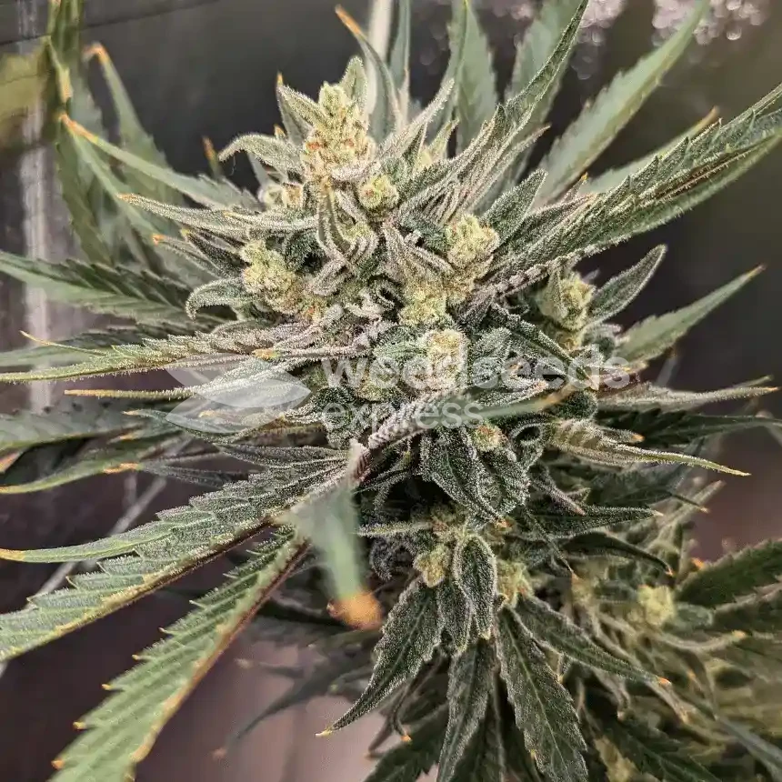 Hindu Kush Plant gekweekt door Theia