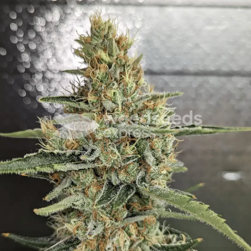 Jack Herer Plant gekweekt door een klant