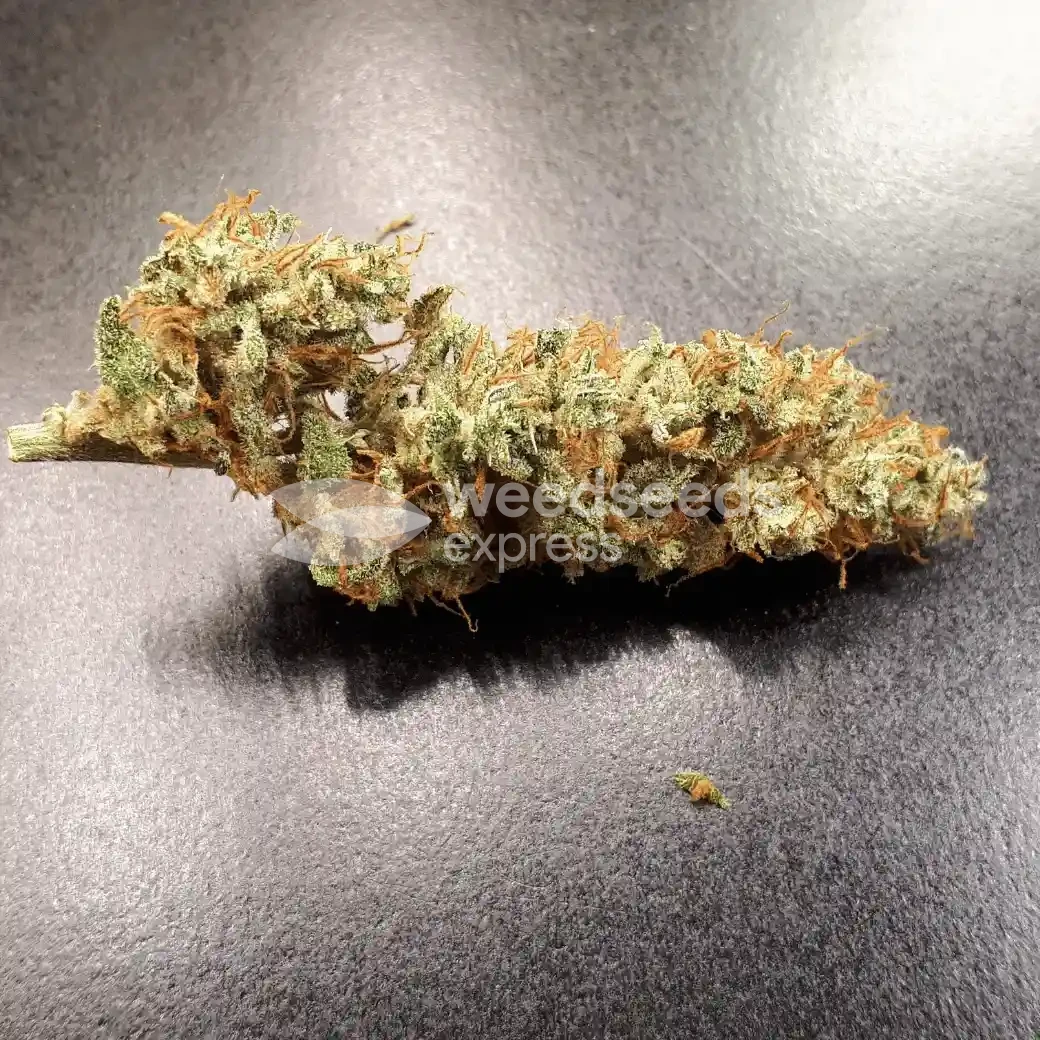Lemon Auto by WeedSeedsExpress grown by Rock_n_Roll_Randy