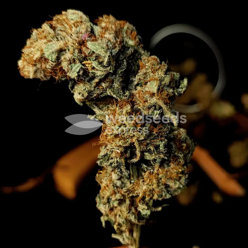 Lithium OG Kush by WeedSeedsExpress grown by Zurban_Poison