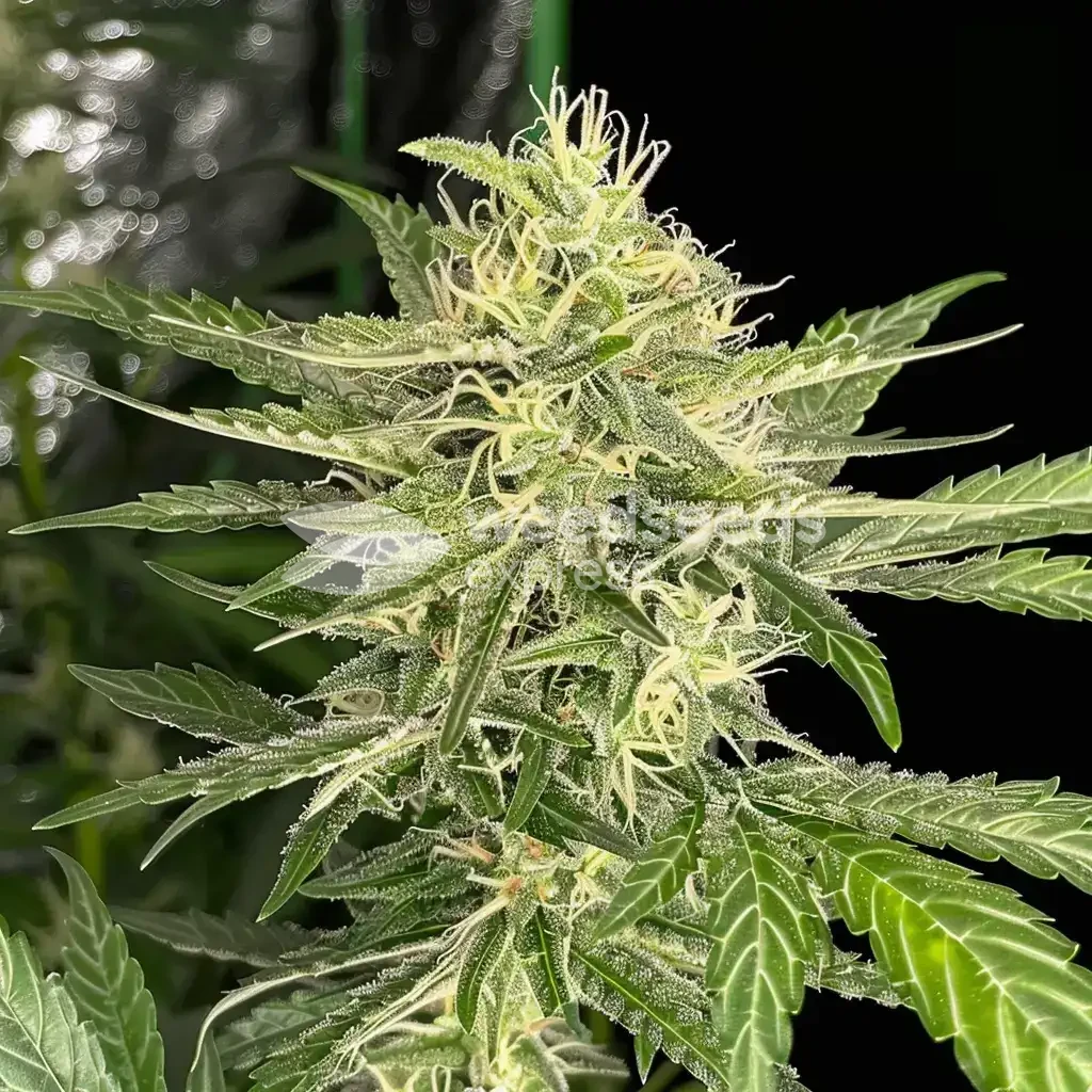 Oreoz Feminized by WeedSeedsExpress grown by WSE