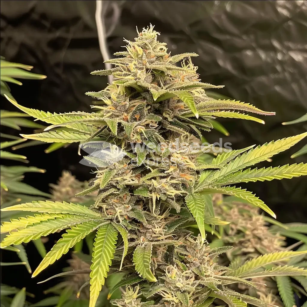 Pennywise cannabis gekweekt door klant