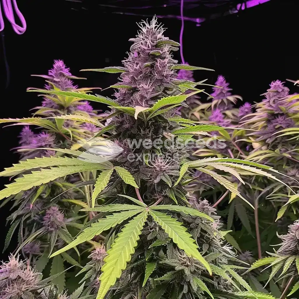 Pink Runtz Auto by WeedSeedsExpress grown by WSE