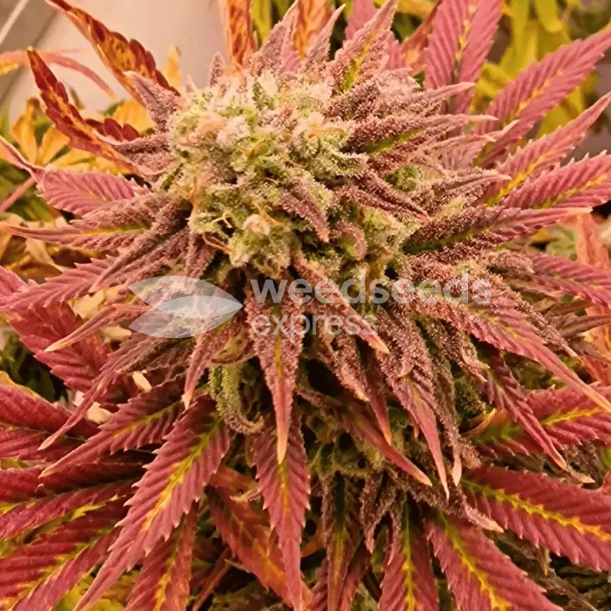 Sirius Black by WeedSeedsExpress grown by CorinnaFarm
