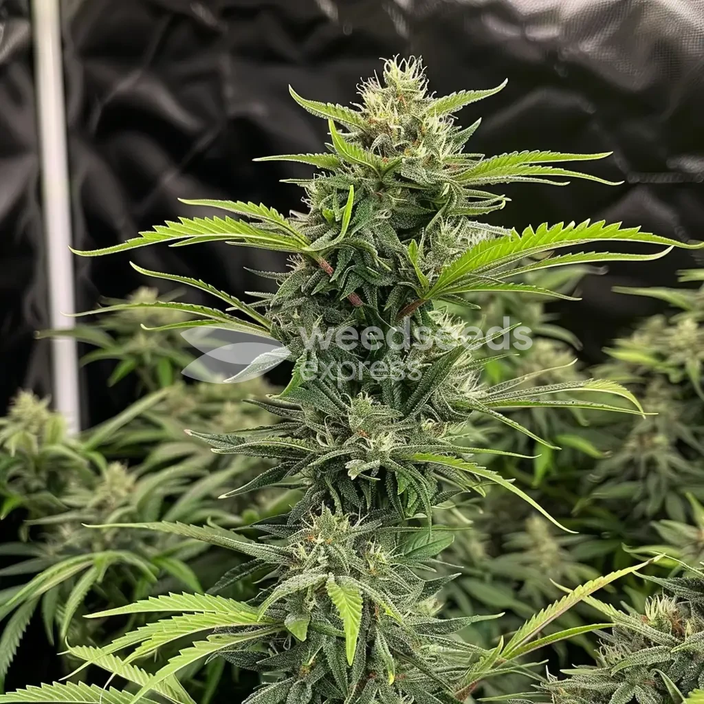 Sour Diesel Plant gekweekt door een klant
