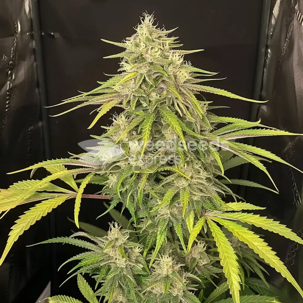 Super Lemon Haze Plant gekweekt door een klant