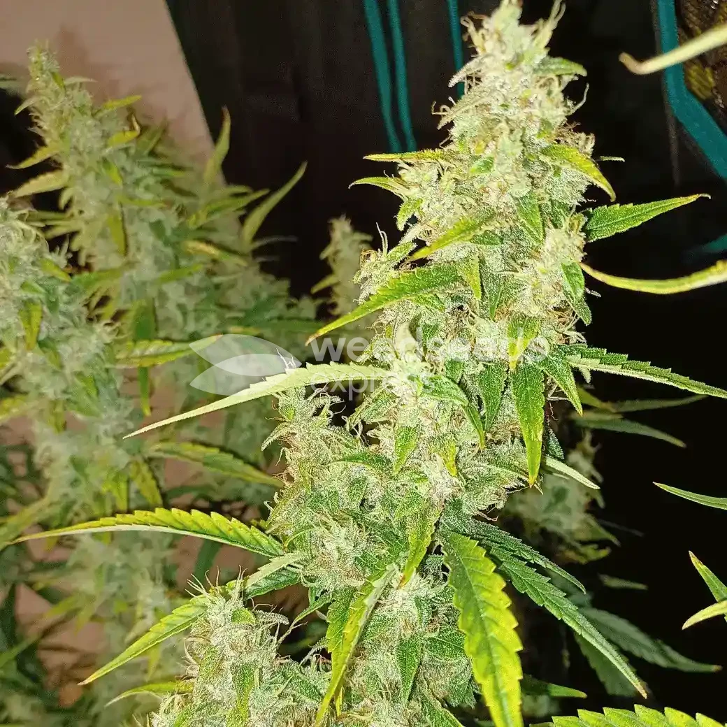 Tangerine Dream Auto by WeedSeedsExpress grown by Roberts