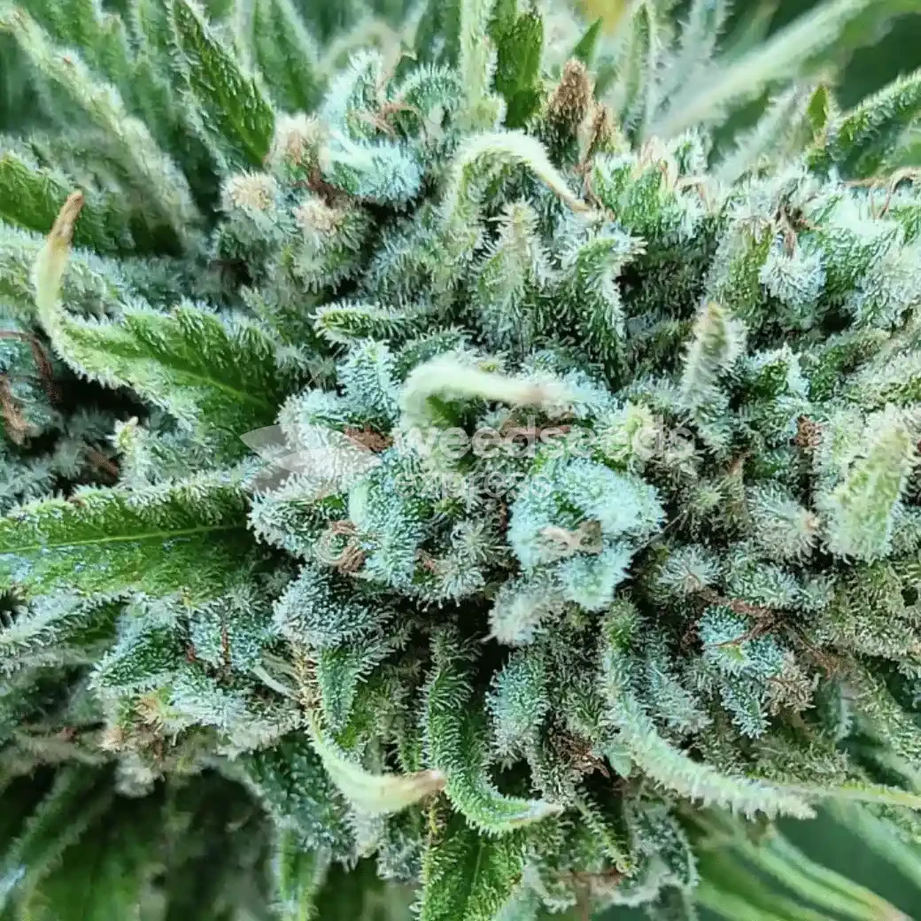 Trainwreck by WeedSeedsExpress grown by InTheShed