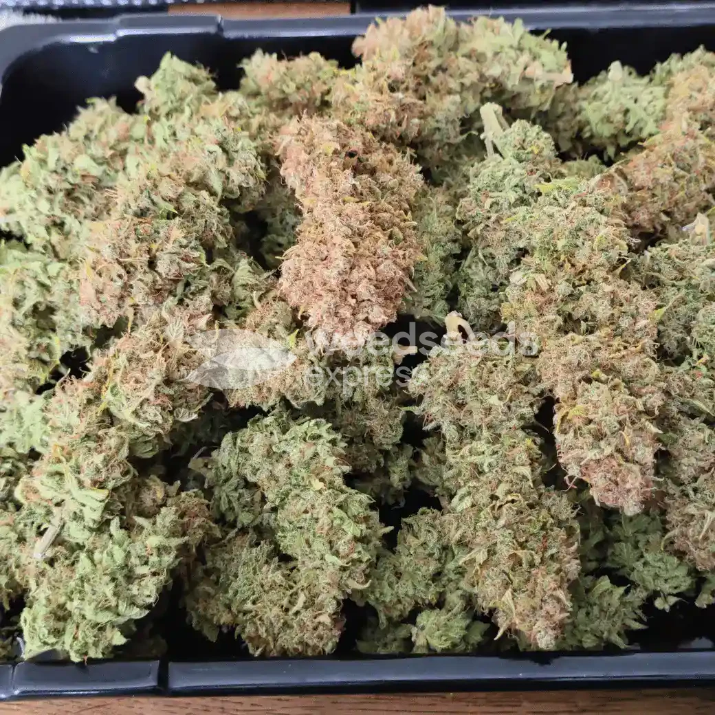 Wedding Cake Auto by WeedSeedsExpress grown by AsNoriu
