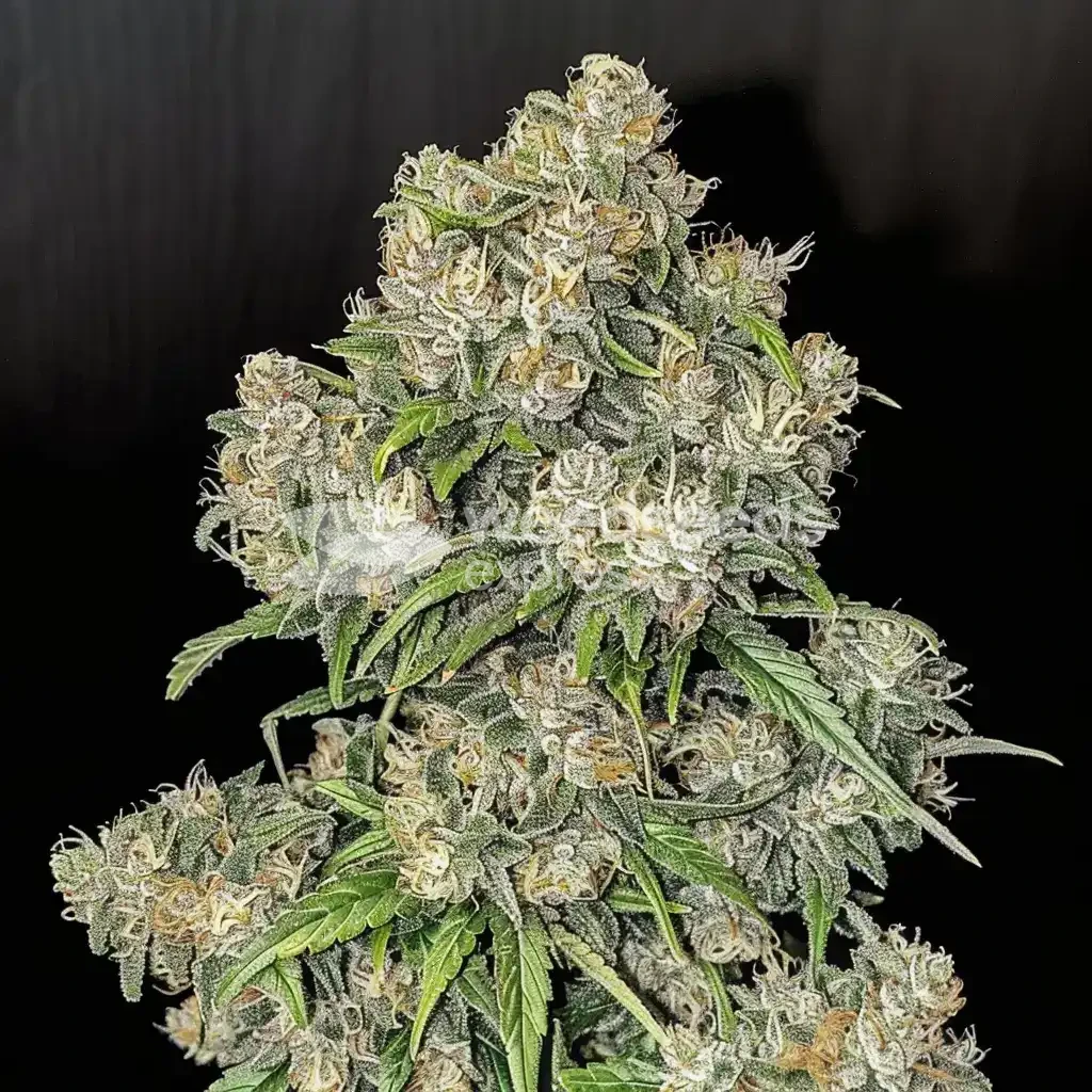 White Widow cannabisplant