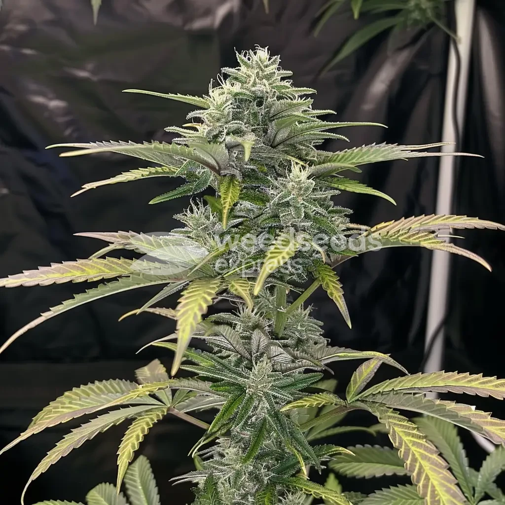 White Widow gekweekt door een klant