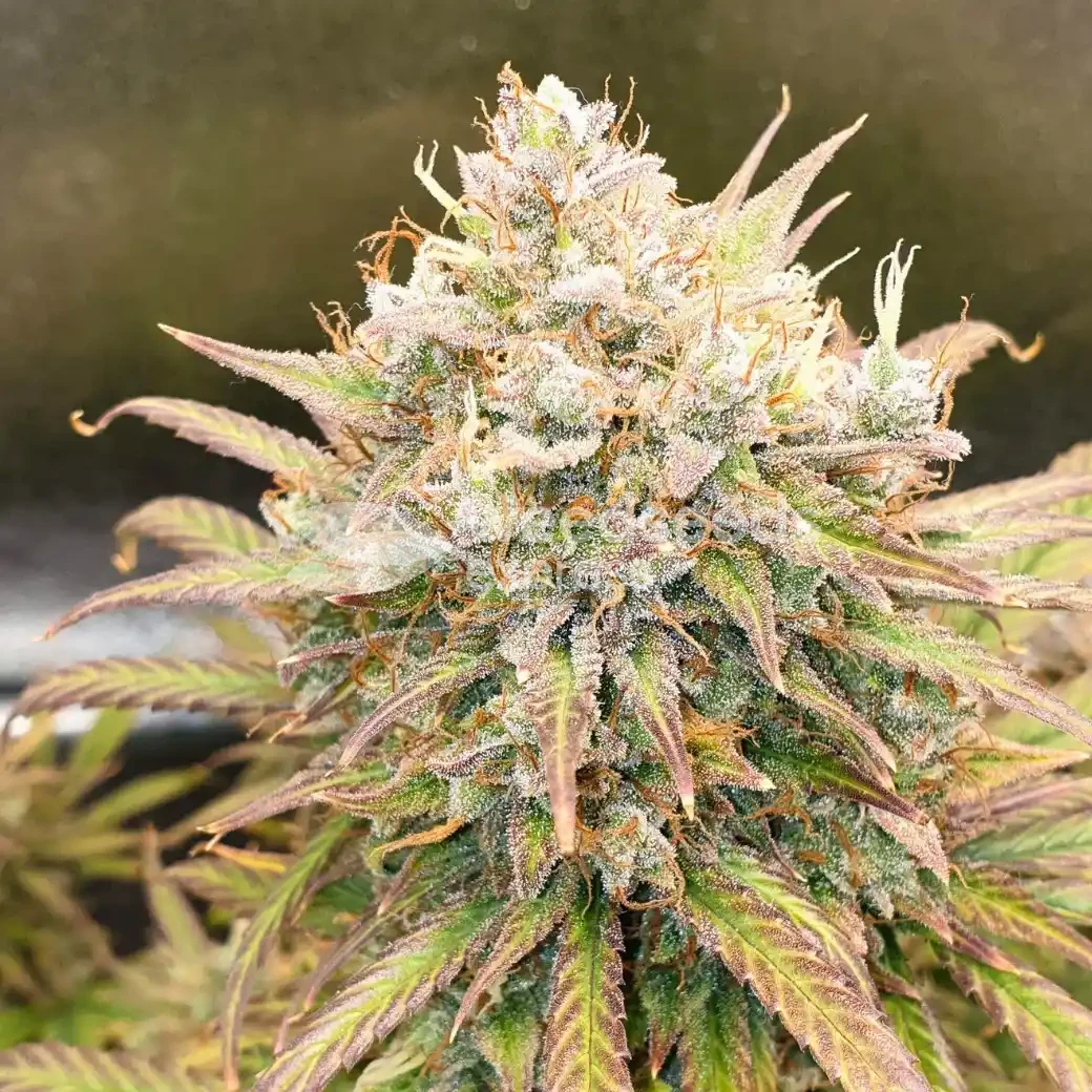 Zkittlez Auto by WeedSeedsExpress grown by Mosquito_Haarlem_Holland