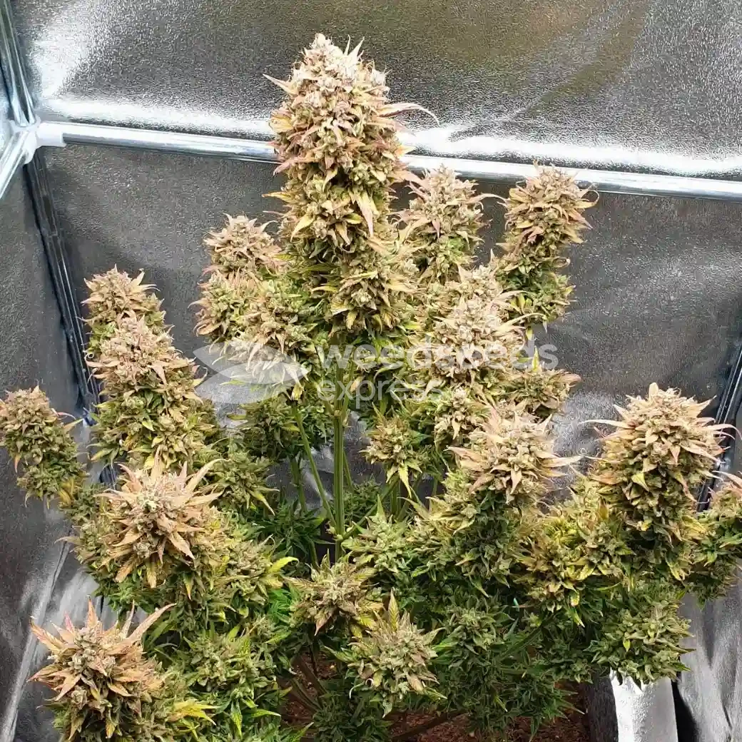 Zkittlez Auto by WeedSeedsExpress grown by Mosquito_Haarlem_Holland