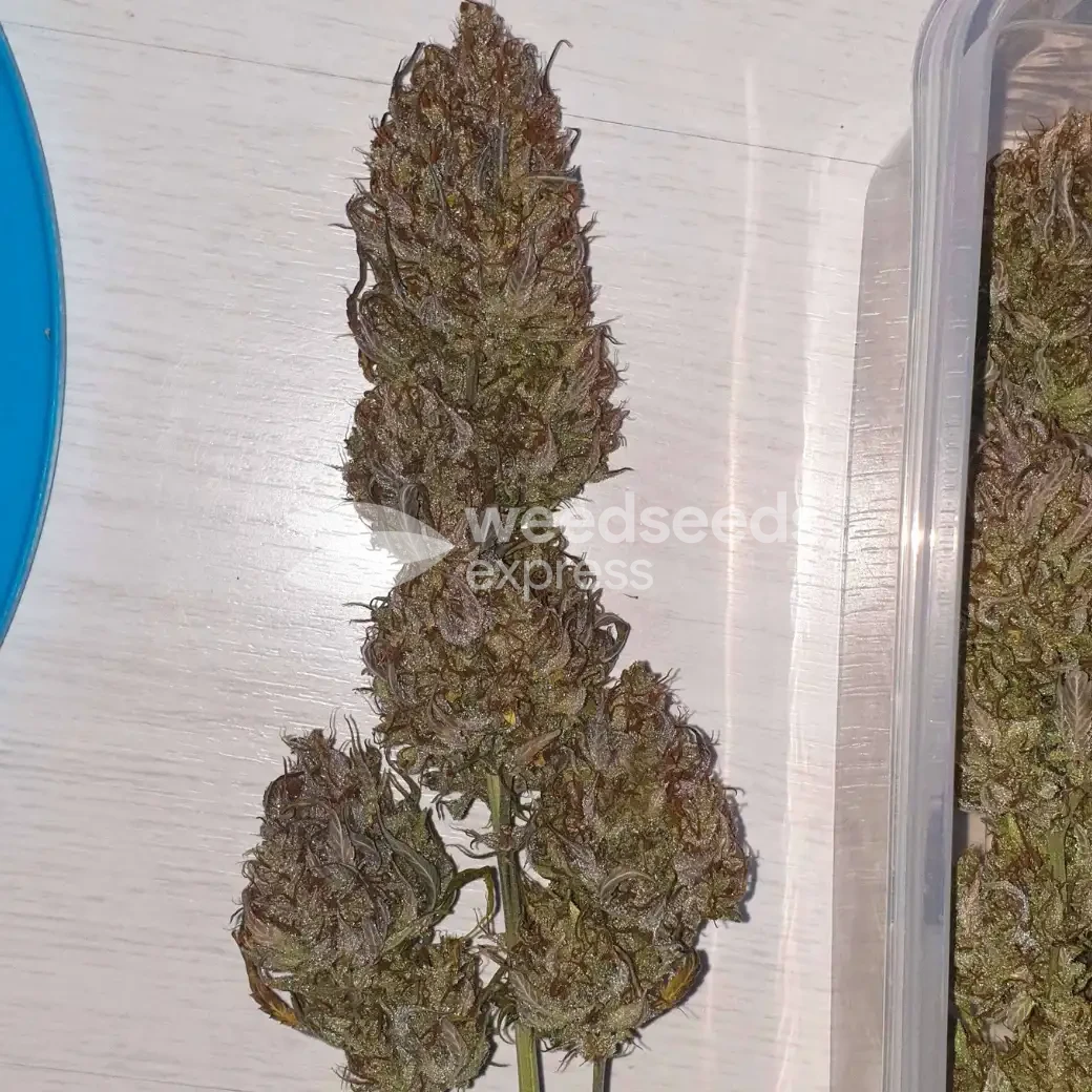 Zkittlez Auto by WeedSeedsExpress grown by Mosquito_Haarlem_Holland