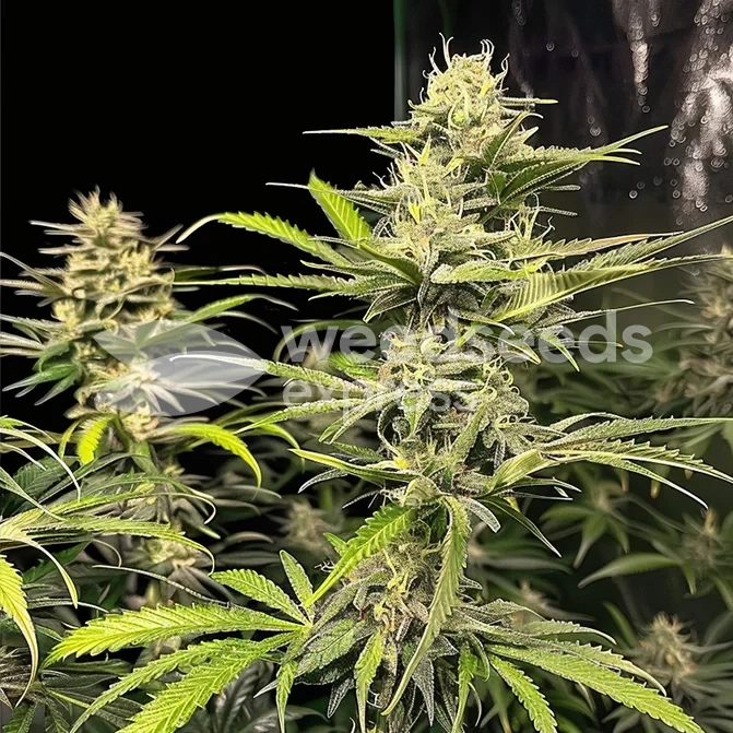 Sour Tsunami cannabis gekweekt door klant