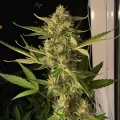 thumb of Afghani Autoflower by WeedSeedsExpress grown by WSE