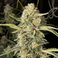 thumb of Apple Fritter Feminized by WeedSeedsExpress grown by WSE