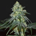 thumb of Biscotti by WeedSeedsExpress grown by Silky_smooth