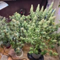 thumb of Black Domina Feminized by WeedSeedsExpress grown by Tropicannibis_Todd