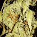 thumb of Bruce Banner Auto by WeedSeedsExpress grown by Rock_n_Roll_Randy
