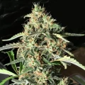 thumb of Cherry AK Feminized by WeedSeedsExpress grown by WSE