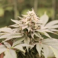 thumb of Chiquita Banana by WeedSeedsExpress grown by Theia