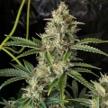 thumb of Fire OG Feminized by WeedSeedsExpress grown by WSE