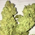 thumb of Gelato by WeedSeedsExpress grown by RebelMove