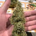 thumb of Ghost Train Haze by WeedSeedsExpress grown by Papa_T