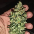 thumb of Granddaddy Purple Feminized by WeedSeedsExpress grown by Budbrewerz