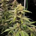 thumb of Kosher Kush Feminized by WeedSeedsExpress grown by WSE