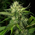 thumb of Lamb's Bread Feminized by WeedSeedsExpress grown by WSE