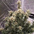 thumb of Lemon Auto by WeedSeedsExpress grown by Rock_n_Roll_Randy