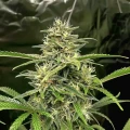 thumb of NYC Diesel Feminized by WeedSeedsExpress grown by WSE
